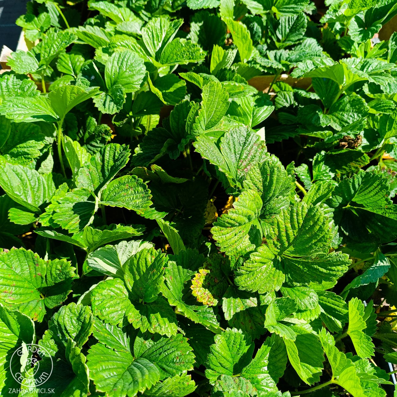Obrázok Jahoda ananásová - Pineberry (Fragaria × ananassa) ´SNOW WHITE´ - P9